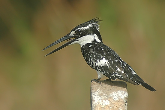 Bonte IJsvogel.jpg